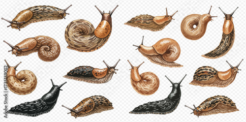 A detailed illustration of various garden slugs and snails, showcasing different species and their unique characteristics.