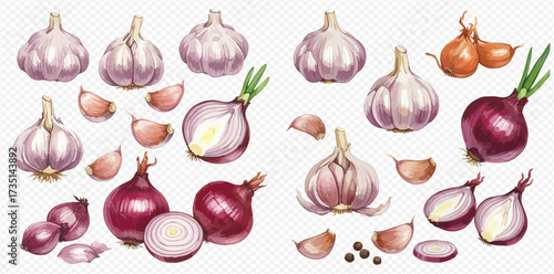 A detailed watercolor illustration set featuring various forms of garlic bulbs, cloves, red onions, and small brown onions, some whole, halved, or sprouting.