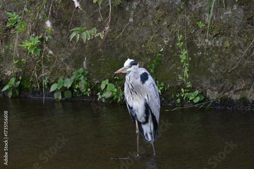 Wallpaper Mural A Grey Heron in the river.Chordata Abes Pelecaniformes Ardea Wild bird.It ambushes and preys on fish near water such as rivers. Torontodigital.ca