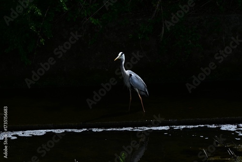 Wallpaper Mural A Grey Heron in the river.Chordata Abes Pelecaniformes Ardea Wild bird.It ambushes and preys on fish near water such as rivers. Torontodigital.ca