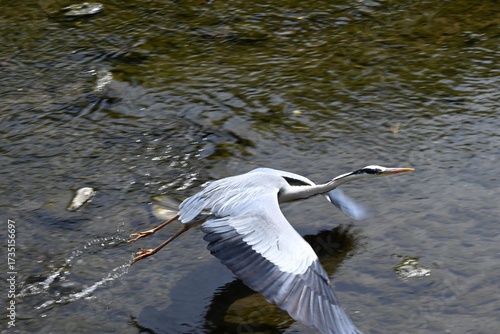 Wallpaper Mural A Grey Heron in the river.Chordata Abes Pelecaniformes Ardea Wild bird.It ambushes and preys on fish near water such as rivers. Torontodigital.ca