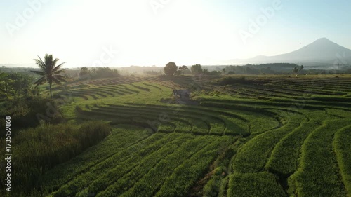 Drone footage showcasing layered rice terraces in the countryside with a scenic mountain in the background. The early morning light highlights the vibrant green fields, tropical trees, and rural lands