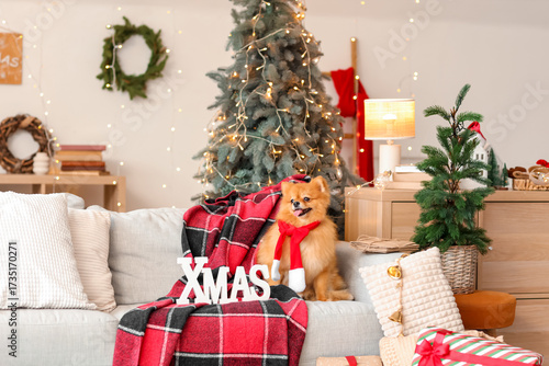 Cute Pomeranian dog with sc...