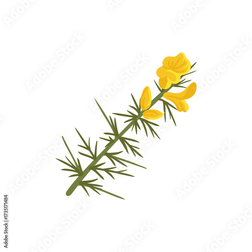 vector drawing ulex tree branch with flowers and green leaves isolated at white background, hand drawn illustration