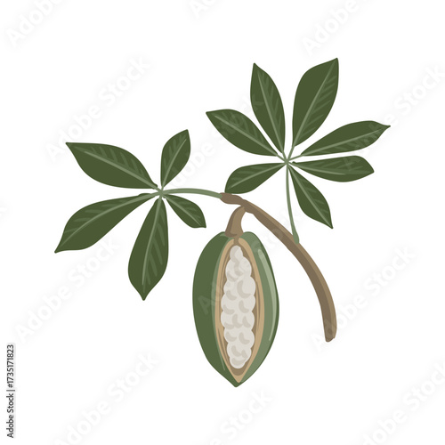 vector drawing kapok tree branch with fruit and green leaves , Ceiba pentandra isolated at white background, hand drawn illustration