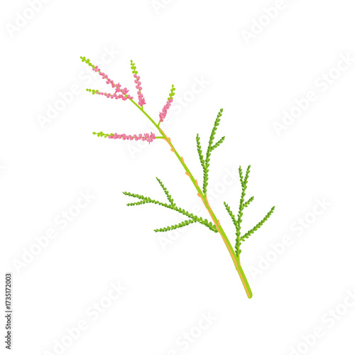 vector drawing tamarisk tree branch with berries and green leaves isolated at white background, hand drawn illustration