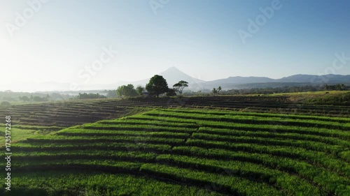 Drone footage showcasing layered rice terraces in the countryside with a scenic mountain in the background. The early morning light highlights the vibrant green fields, tropical trees, and rural lands