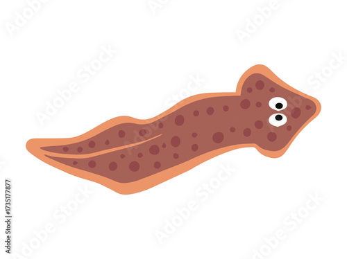 Planaria Flatworm Illustration
