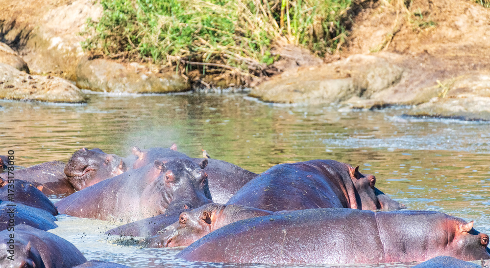 Obraz premium Telephoto of a hippopotamus, Hippopotamus amphibius, floating partially submerged in a hippo pool in the Serengeti National Park, Tanzania
