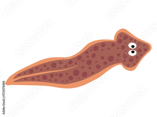 Planaria Flatworm Generic
