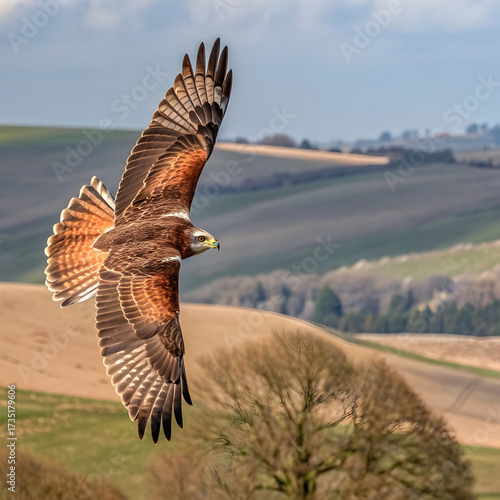 Wallpaper Mural Majestic flight of a ferruginous hawk Torontodigital.ca