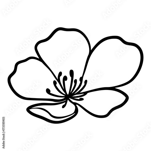 Cherry Blossom Flower Illustration