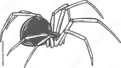 Cuadro en lienzo Spider side view engraving, halloween decoration, black widow isolated, hand-dra