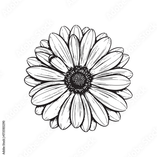 Black and white line drawing of a daisy flower gerbera