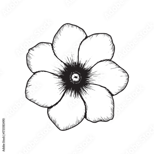Black and white sketch of a single anemone flower drawing