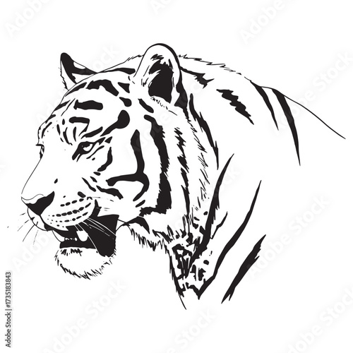 Close-up Black and White Illustration of a Tiger's Head