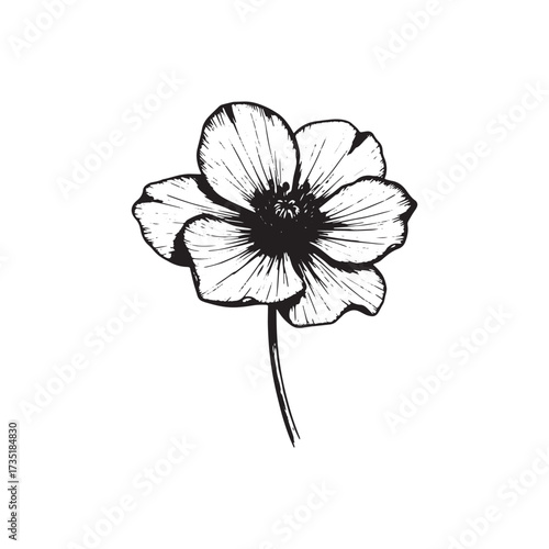 Single black and white sketch of a poppy flower drawing