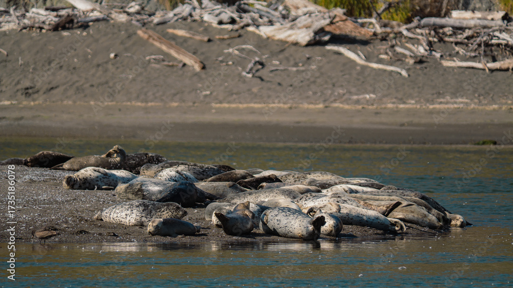 Obraz premium Harbor Seals Resting at the Russian River Estuary