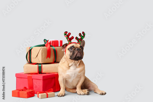 Cute French bulldog in rein...