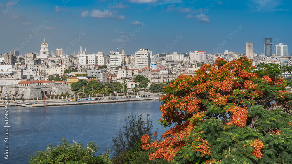 Naklejka premium Beautiful urban landscape. The embankment by the bay. Lots of buildings, the dome of the Capitol against the blue sky. A flowering tree Delonix regia in the foreground. Cuba.
