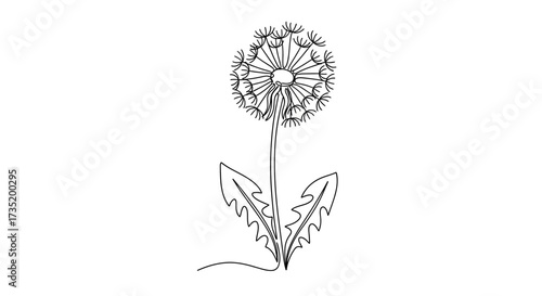 Simple line drawing of a dandelion flower showcasing minimalism and botanical design, perfect for
