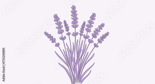 Elegant lavender illustration on light background providing relaxing and calming visual experience