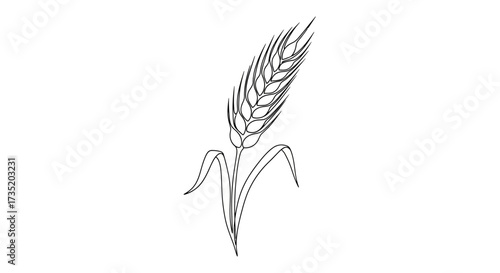 Elegant wheat ear outline illustration, evoking simplicity and natural beauty for design projects