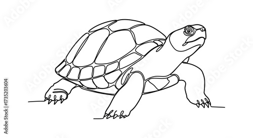 Minimalist Line Drawing of a Turtle on a White Background with Intricate Shell Details