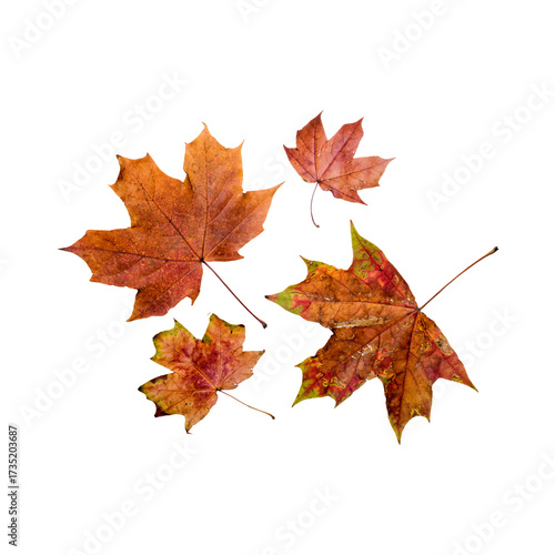 Wallpaper Mural autumn leaves in transparent background  Torontodigital.ca