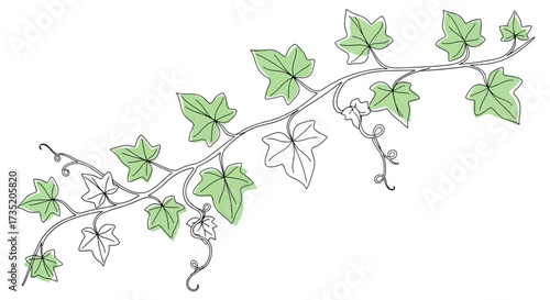Elegant vine illustration with delicate line work and soft green leaves on white background