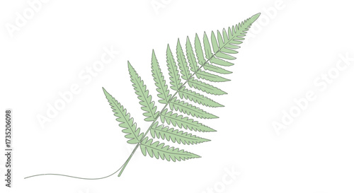 Detailed botanical illustration featuring a single fern frond on a white backdrop
