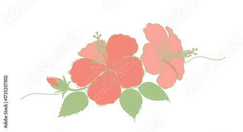 Elegant hibiscus flower line art in soft pastel shades for decorative design projects