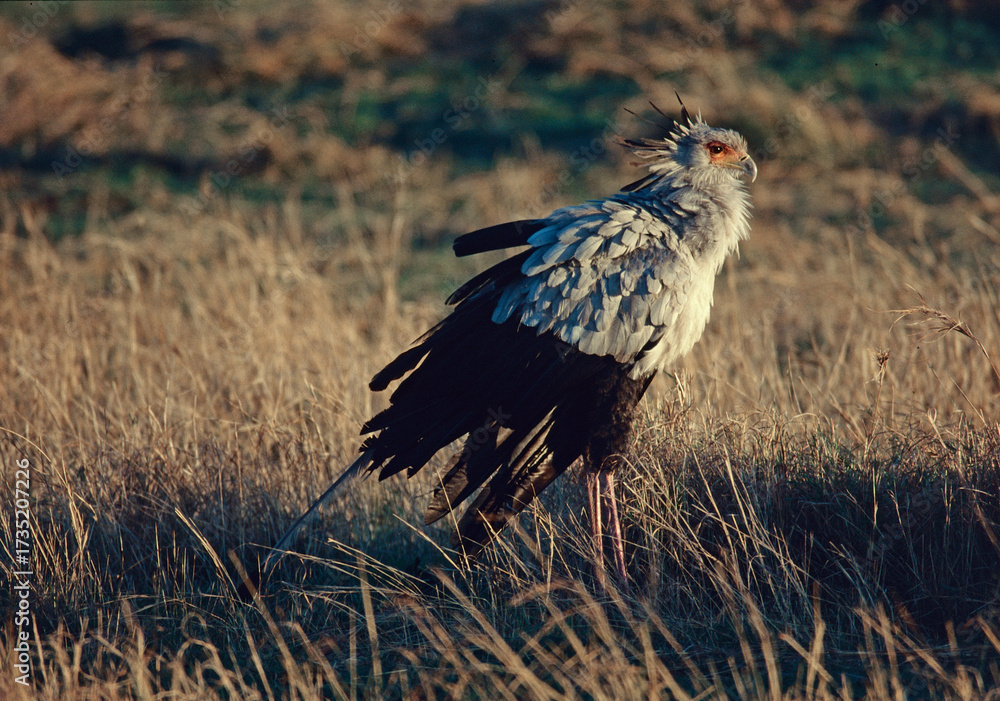 Fototapeta premium Secretary bird