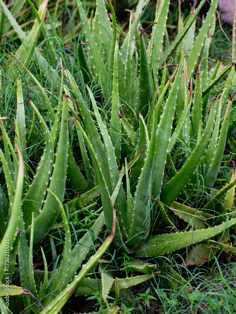 Obraz premium Fresh Aloe Vera Plants Growing in Natural Garden - Green Succulent Medicinal Plants with Water Droplets in Organic Farm.