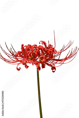 美しい彼岸花の華の景色