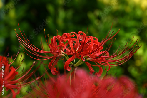 美しい彼岸花の華の景色
