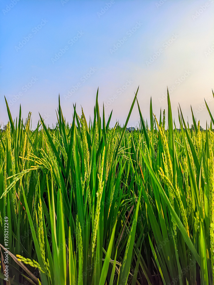 Fototapeta premium background of rice plants in the fields 