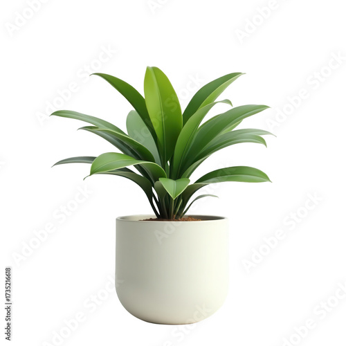 Showcasing a vibrant green plant with elongated leaves, potted in a smooth, off-white ceramic container.