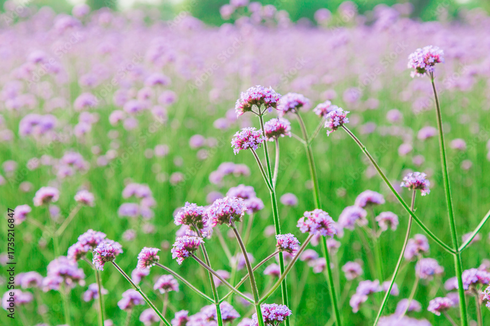 Naklejka premium Purple Verbena Flower Field Landscape Photography Floral Sea Scenery