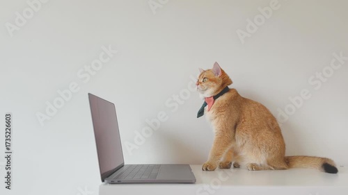pet with business concept with british cat play and fun front of laptop in living room