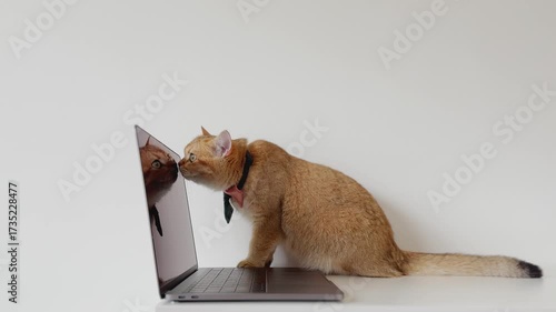 pet with business concept with british cat play and fun front of laptop in living room