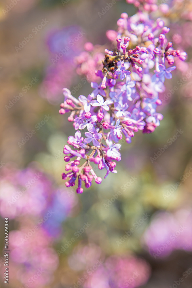 Fototapeta premium Spring Lilac Flowers Blooming Purple Floral Cluster