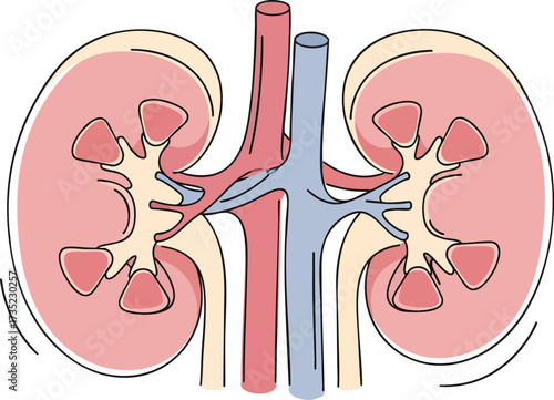 A diagram of two kidneys with blood vessels and internal structures shown