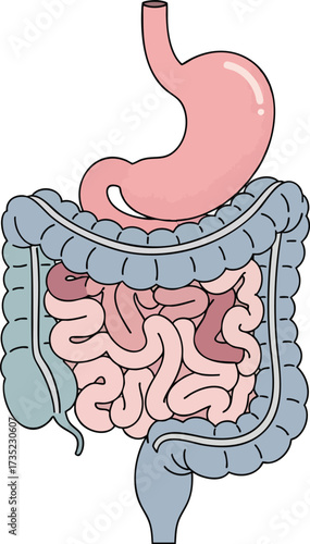 Anatomical illustration stomach  intestines Pink hues dominate outlined in black
