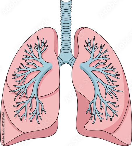 Lungs drawing two pink lungs with branching blue airways connected to a blue trachea