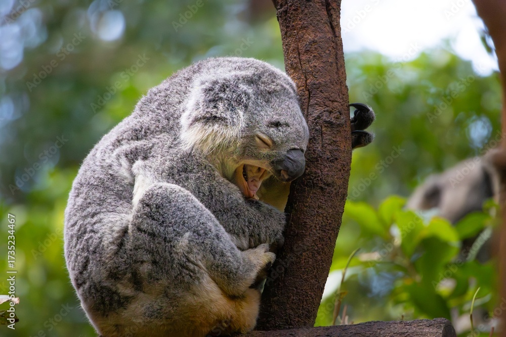 Fototapeta premium A Koala in a tree yawning