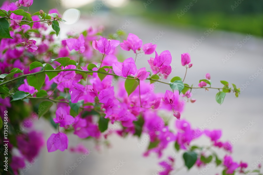 Naklejka premium Bright Pink Bougainvillea Vines Along a Soft-Focus Garden Path By a Sunny Street
