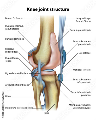 Knee muscles. Isolated vector illustration