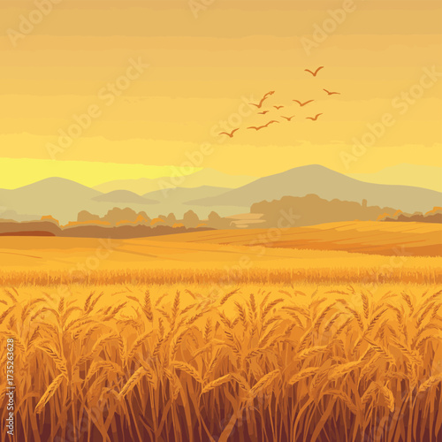 Wheat field in foggy morning landscape. Golden harvest for agronomy concept , vector style simple color