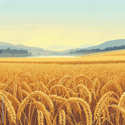 Wheat field in foggy morning landscape. Golden harvest for agronomy concept , vector style simple color